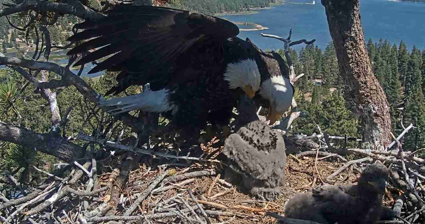 Adult bald eagle with a chick in a large nest high in a pine, overlooking a blue lake and forested shoreline.