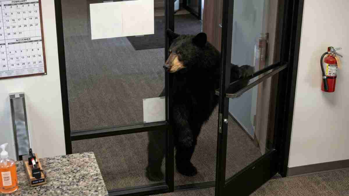 Black bear standing on hind legs at a glass office door, peering inside.