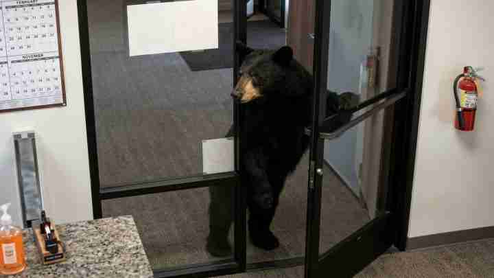 Black bear standing on hind legs at a glass office door, peering inside.