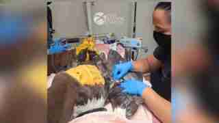 Veterinarian in blue gloves treating a large raptor on an examination table at a bird rehabilitation center (Raptor Center).
