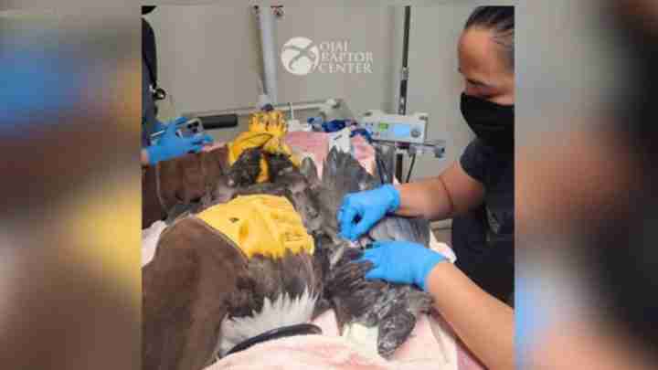Veterinarian in blue gloves treating a large raptor on an examination table at a bird rehabilitation center (Raptor Center).