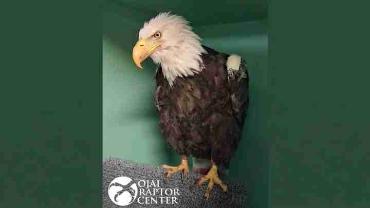 Bald eagle perched on a gray textured perch in a green enclosure with a Raptor Center logo visible in the corner.